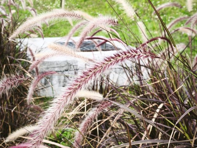 舒適的沙田城門河畔櫻花園