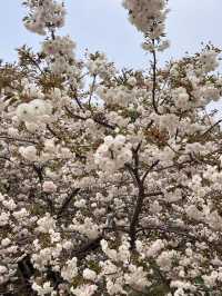 Cherry blossom @ Yuyuantan Park Beijing China