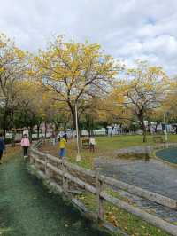 金黃花海迎春光，廍子公園黃花風鈴木花季盛宴。