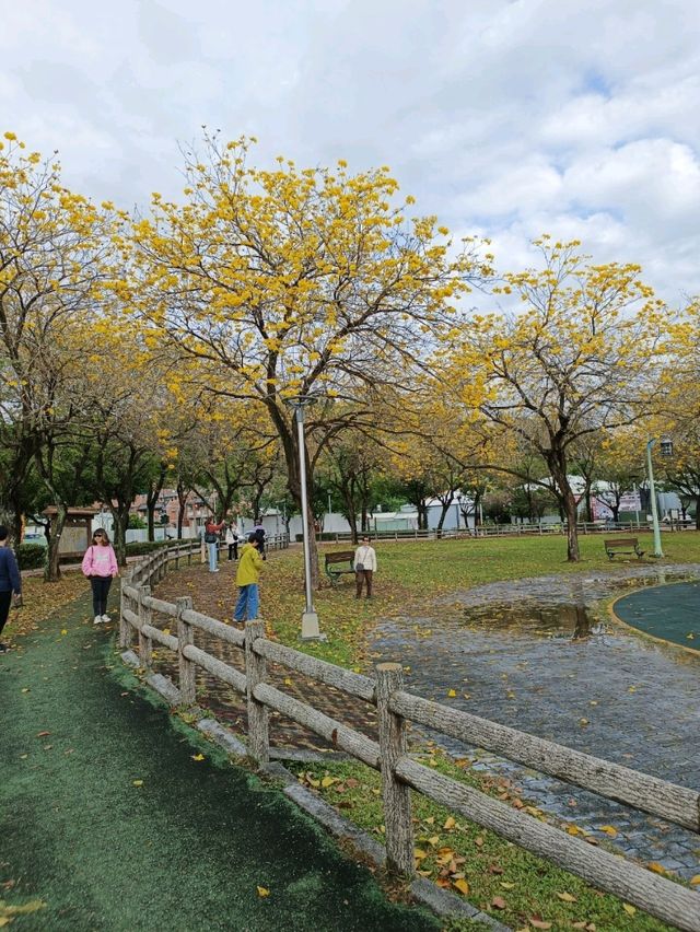 金黃花海迎春光，廍子公園黃花風鈴木花季盛宴。