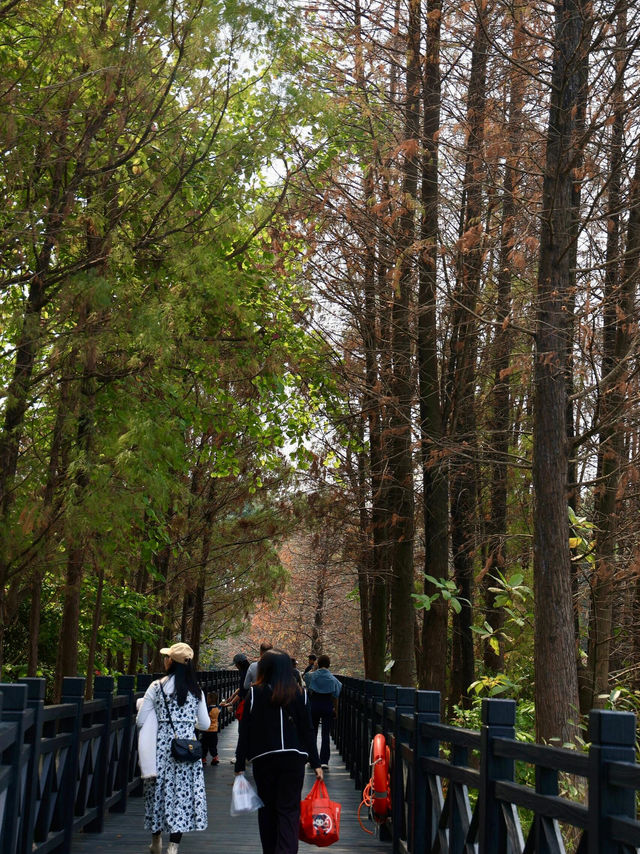 海珠湖公園｜廣州鬧市中嘅氧氣寶藏地