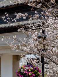 Shangfang Mountain National Forest Park Cherry Blossoms