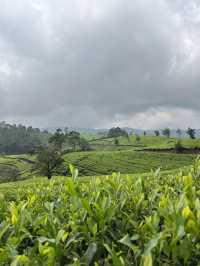 The Tea Plantations of Nuwara Eliya
