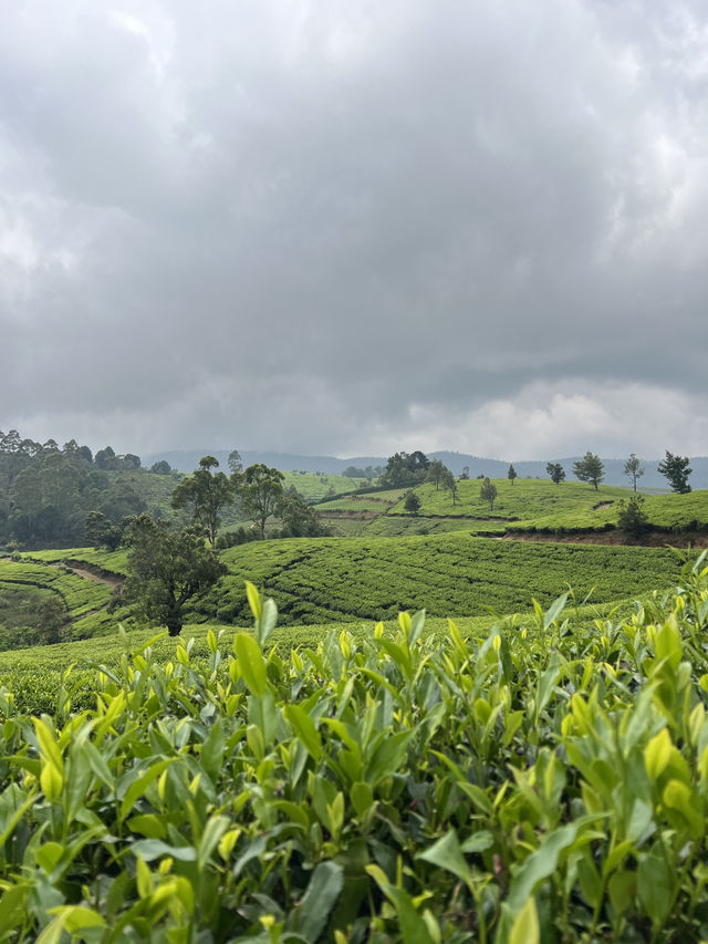 The Tea Plantations of Nuwara Eliya
