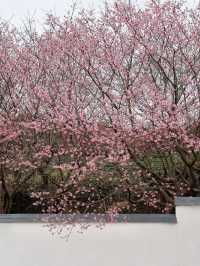 It’s Cherry Blossom Season!!