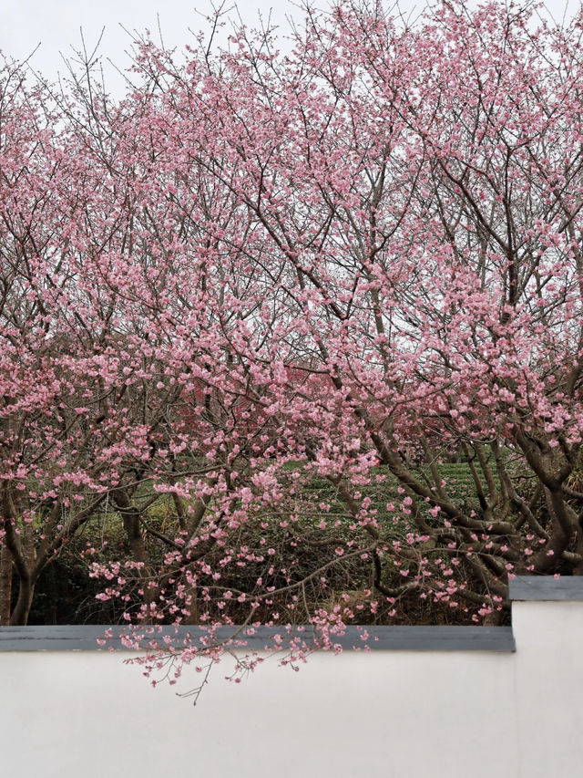 It’s Cherry Blossom Season!!