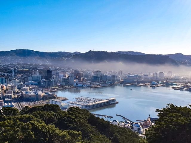 Wellington from the Top: A Mount Victoria Must-See