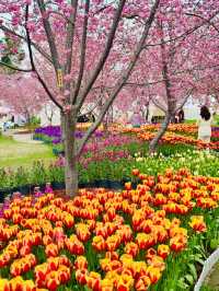 🌸🌻 Blooming Dreams in Chengdu: Discover Manhua Sea of Flowers This April 🌺🌸