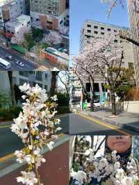 CHERRY BLOSSOMS IN FULL GLORY, THE MOST SWEETEST MOMENT