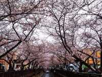 Chasing Sakura at Jinhae Park