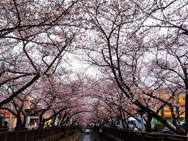 Chasing Sakura at Jinhae Park