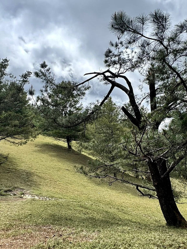 塔塔加的熱門山～麟趾山輕鬆走