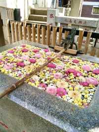 Spring Serenity at Koenji Hikawa Shrine💐