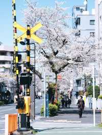 Tokyo Nakano Cherry Blossoms: Even Better Than Roppongi and Chidorigafuchi! 🌸