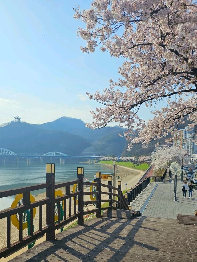 벚꽃 구경은 단양에서!