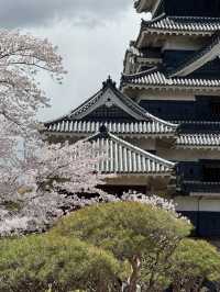 Fleeting beauty of Sakura with Matsumoto Castle