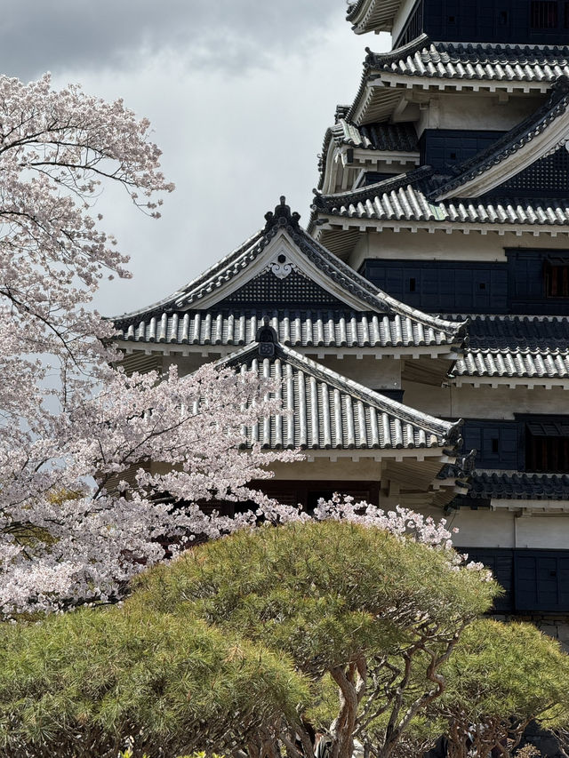 Fleeting beauty of Sakura with Matsumoto Castle