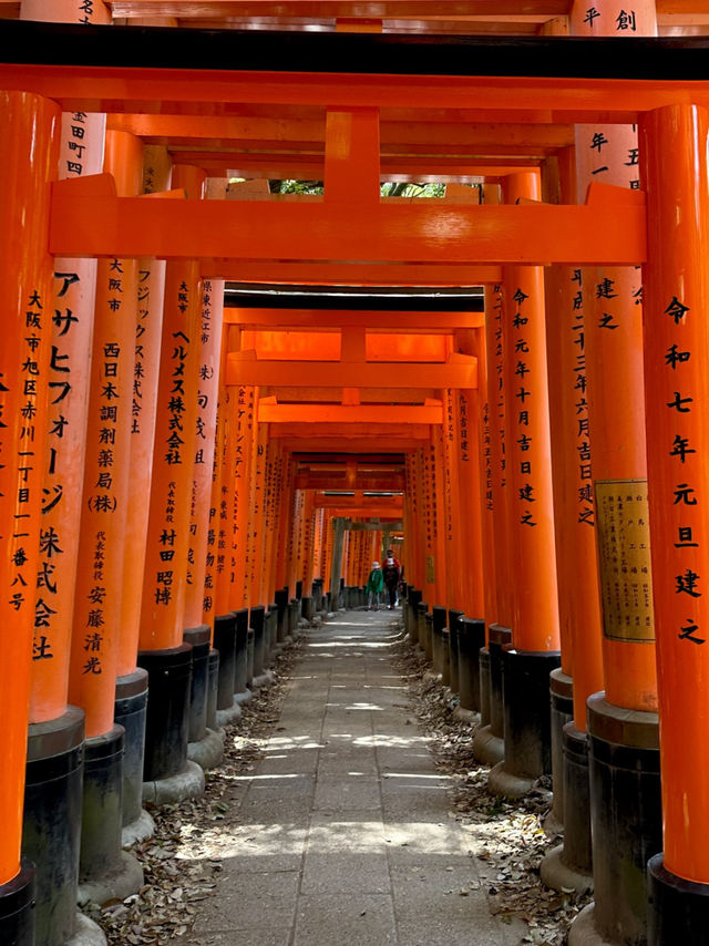 Secret Dawn: Chasing Cherry Blossoms at Fushimi Inari’s Hidden Paths