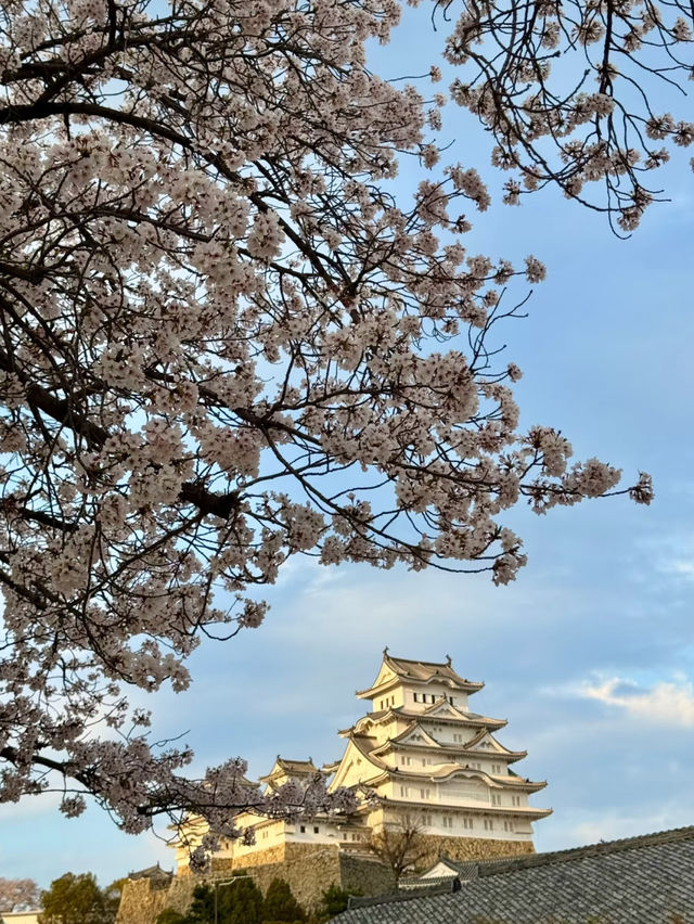 Himeji Castle Cherry Blossom Season – The Most Beautiful Angle 🌸✨