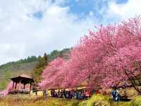 Wuling Farm Cherry Blossoms: Taiwan’s Most Breathtaking Floral Wonderland