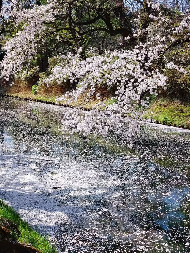 Petal Panorama: Hirosaki’s Castle in Bloom