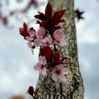 Spring Blooms in Zurich: A Floral Wonderland