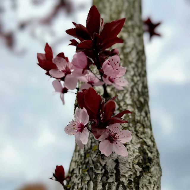 Spring Blooms in Zurich: A Floral Wonderland