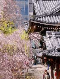 Kyoto Cherry Blossom Update 2025 🌸🌸 | Hidden Gems and Sweet Surprises!