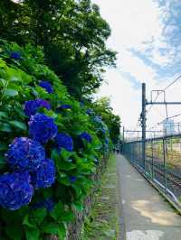 【東京】電車と紫陽花が撮れる映えスポット