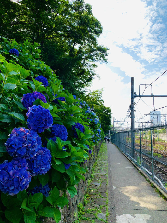 【東京】電車と紫陽花が撮れる映えスポット
