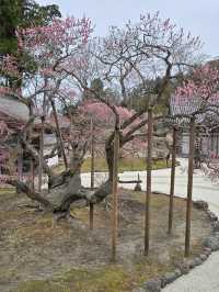 瑞巖寺-來到日本三景松島絕對不能錯過的國寶