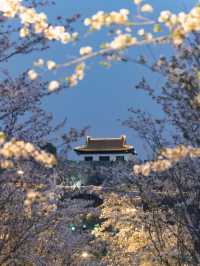 Guanyinmen Night Sakura 