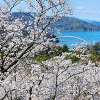 海と空の水色、桜のピンク。コントラストが美しい。