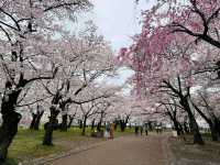 Morioka Castle Ruins Park Cherry Blossoms-Iwate's Pink Fortress