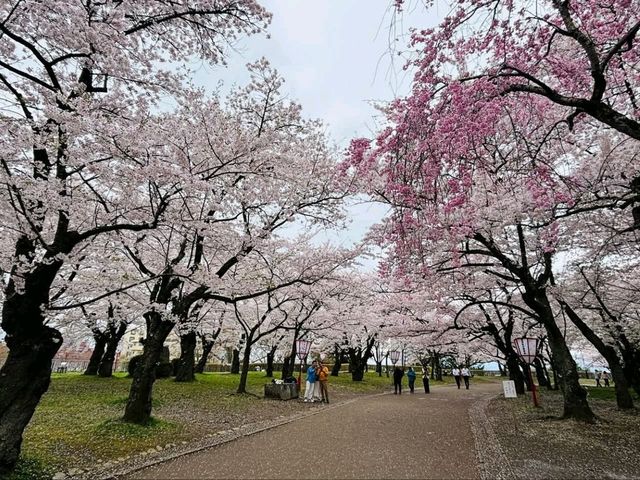 Morioka Castle Ruins Park Cherry Blossoms-Iwate's Pink Fortress