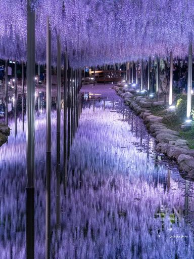 え？これ無料で見れるん？死ぬ前に絶対に見ておきたい藤棚の絶景