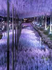 え？これ無料で見れるん？死ぬ前に絶対に見ておきたい藤棚の絶景✨
