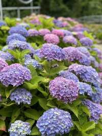 【茨城】これだけ多種多様の紫陽花を見たのは初めて！！