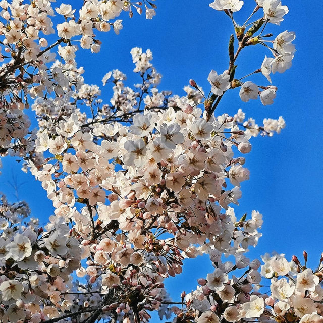 波拉梅公園·櫻花派對