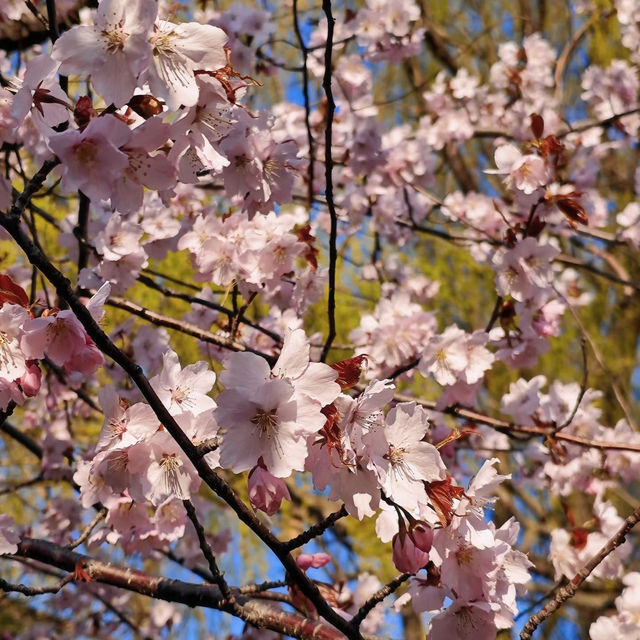 波拉梅公園·櫻花派對