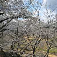 Hwagae Cherry Blossom Road