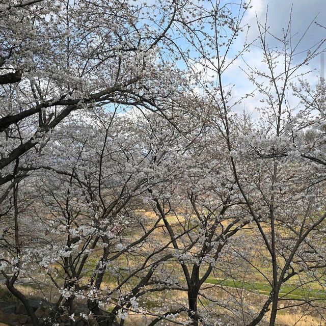Hwagae Cherry Blossom Road