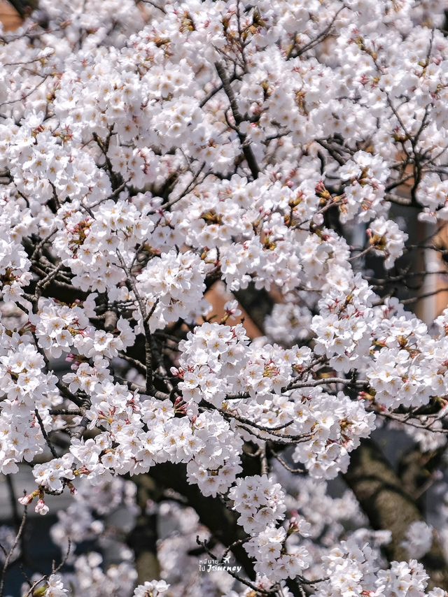 🌸พาชมซากุระสวยๆริมคลอง Matsukawa เมืองโทยาม่า