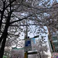 首爾市區也有絕美櫻花路🌸新村櫻花大道