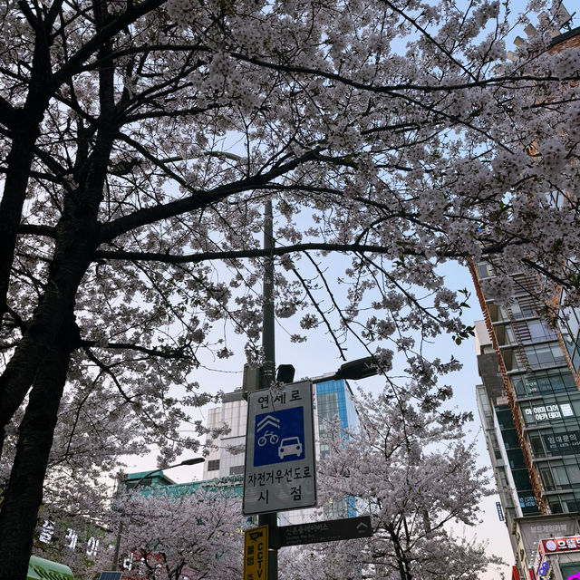 首爾市區也有絕美櫻花路🌸新村櫻花大道