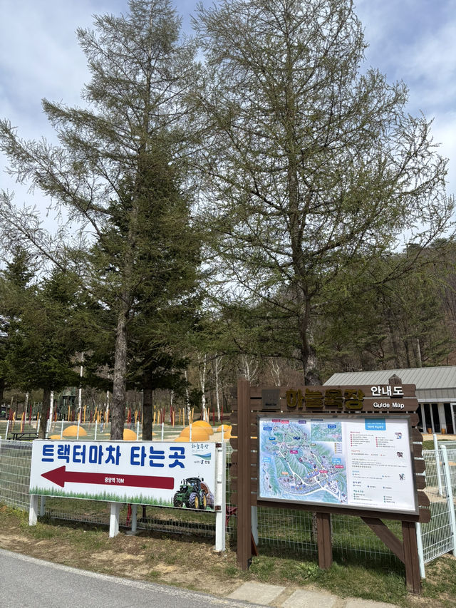  하늘과 가까운 가장 높은 대관령 목장🥳