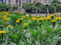 Golden blooms light up Benjakitti Park 