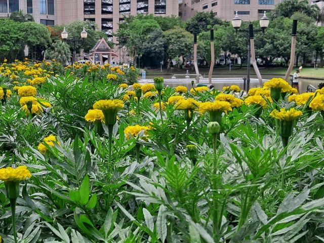 Golden blooms light up Benjakitti Park 