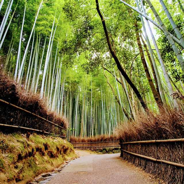 Kyoto – Harmony of Nature and Time in Bloom