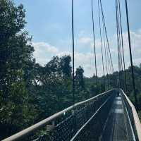 Above the Canopy: Walk on the Wild Side at MacRitchie 🇸🇬